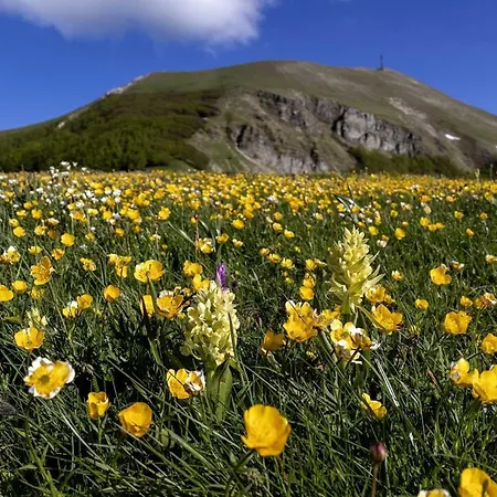 Quindici Alberi La Chioccia * Serra deʼ Conti