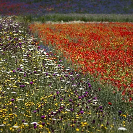 Quindici Alberi La Chioccia בית נופש