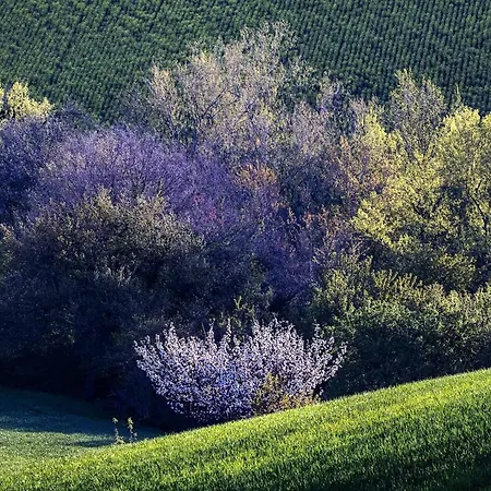 Quindici Alberi La Chioccia